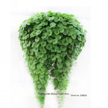 Fresh Hanging Green Creeping Dichondra Leaves Seeds 1000 Seeds/Pack Interesting