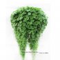 Fresh Hanging Green Creeping Dichondra Leaves Seeds 1000 Seeds/Pack Interesting