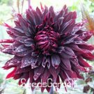 Fresh Rare Black with Red Dahlia Seeds