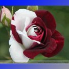 Fresh White Shrub Flower True Seeds 50 Seeds/Pack Light Fragrant Flowers