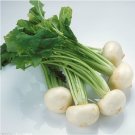 Fresh 1 Original Pack 3g Seeds/Pack White Cherry Belle Radish Chinese Vegetable Seed
