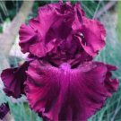 Fresh Bearded Iris Flower Seeds Redish Purple Double Flowers
