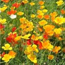 Fresh California Poppy Eschscholtzia Californica Flowers Mixed Seeds
