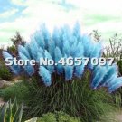 Fresh Pampas garss Seeds Light Blue