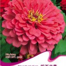 Fresh 50 Seeds/Pack Pink Zinnia Elegans Common Zinnia Youth and Old Age