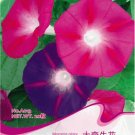 Fresh 1 Original Pack 20 seeds / pack Mix Morning Glory Ipomoea Nil Climbing Vines