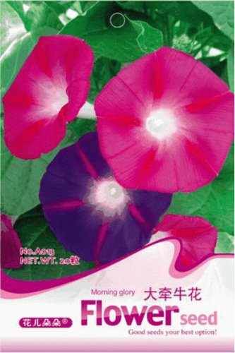 Fresh 1 Original Pack 20 seeds / pack Mix Morning Glory Ipomoea Nil Climbing Vines