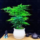 Fresh Asparagus fern Seeds