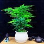Fresh Asparagus fern Seeds