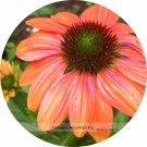 Fresh Cheyenne Spirit Orange Echinacea Coneflower Seeds 200 Seeds/Pack Seeds