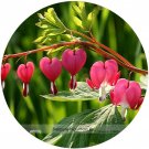 Fresh Red Lamprocapnos spectabilis Bleeding Heart Flower Seeds 5 Seeds/Pack
