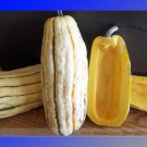 Fresh Delicata Little Sweet Squash Seeds 10 Seeds / Pack Tasty Pumpkin Vegetables