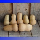 Fresh Nutter Butter Squash Vegetable Seeds 10 Seeds/Pack Butternut Pumpkin