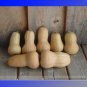 Fresh Nutter Butter Squash Vegetable Seeds 10 Seeds/Pack Butternut Pumpkin