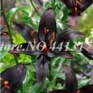 Fresh Rare Black Lily Flower Seeds