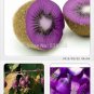 Fresh Purple Kiwi Fruit Seeds 50 Seeds/Pack Tasty Sweet Delicious Fruit