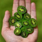 Fresh New Variety Mini Kiwi Fruit Seeds 50 Seeds / Pack Tasty Sweet Delicious