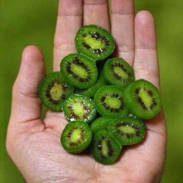 Fresh New Variety Mini Kiwi Fruit Seeds 50 Seeds / Pack Tasty Sweet Delicious