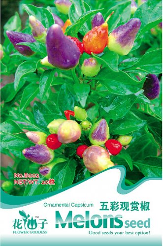 Fresh 20 Seeds/Pack Colorful Pepper Mini Bubble Rainbow Seed