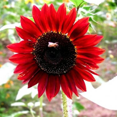 Fresh 1 Original Pack 6 Seeds / Pack Light Red Sunflower Ornamental Flower Seed