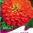 Fresh 50 Seeds/Pack Red Zinnia Elegans Common Zinnia Youth and Old Age