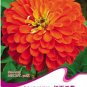 Fresh 50 Seeds/Pack Red Zinnia Elegans Common Zinnia Youth and Old Age