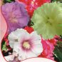 Fresh 40 Seeds/Pack Mix Hollyhock Flowers Perennial Althaea Rosea Alcea Rosea