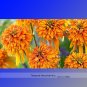 Fresh Orange Marmalade Echinacea Coneflower Seeds 200 Seeds/Pack