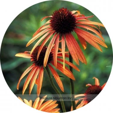 Fresh Orange Meadowbrite Echinacea Coneflower Seeds 200 Seeds/Pack Seeds