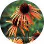 Fresh Orange Meadowbrite Echinacea Coneflower Seeds 200 Seeds/Pack Seeds