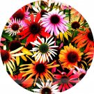 Fresh UK Imported Mixed Echinacea purpurea Coreflower Seeds 100 Seeds / Pack