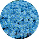 Fresh  Zhui Meng Light Blue Bellis Perennis Daisy Flower seeds 20 Seeds/Pack