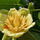 Fresh 100PCS Liriodendron Tulipifera Seeds