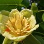 Fresh 100PCS Liriodendron Tulipifera Seeds
