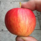 Fresh Unusual Dwaft Weeping Wickson Red Apple Tree Extraordinary Seeds 10 Seeds Tasty