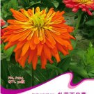 Fresh Orange Zinnia Angustifolia Flower Seeds 30 Seeds/Pack Annual Youth and Old Age