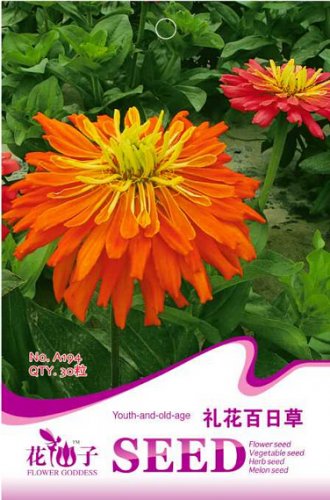 Fresh Orange Zinnia Angustifolia Flower Seeds 30 Seeds/Pack Annual Youth and Old Age