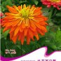 Fresh Orange Zinnia Angustifolia Flower Seeds 30 Seeds/Pack Annual Youth and Old Age