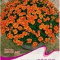 Fresh 50 Seeds/Pack French Marigold Tagetes Patula Annual Flower Seeds