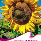Fresh 1 Original Pack 15 seeds / pack Edible Sunflower Seeds Polly Seeds #A007