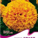 Fresh 40 Seeds Orange African Marigold French Marigold Tagetes Erecta Flower Seeds