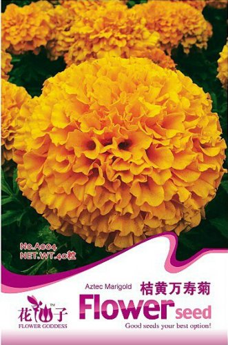 Fresh 40 Seeds Orange African Marigold French Marigold Tagetes Erecta Flower Seeds