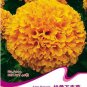 Fresh 40 Seeds Orange African Marigold French Marigold Tagetes Erecta Flower Seeds