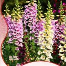 Fresh 1 Original Pack 60 seeds / pack Digitalis Purpurea Foxglove Colorful Flowers