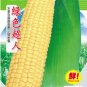 Fresh 100g Seeds/Pack Yellow Sweet Corn Seeds Chullpi Corn Can be Eaten Raw Fruit Corn