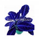 Fresh Calathea Dark Blue Seeds