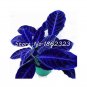 Fresh Calathea Dark Blue Seeds