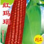 Fresh 1 Original Pack 100g Seeds/Pack Red Glutinous Maize Seeds Tasty Corn Seeds