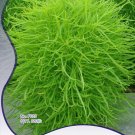 Fresh 120 Seeds/Pack Green Kochia Scoparia Molly Scoparia Grass Gorgeous