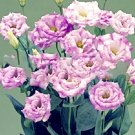 Fresh Eustoma Light Puple White Stripes Double Flowers Seeds